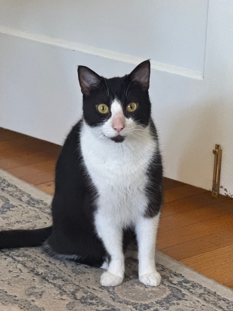Moo, a tuxedo cat, sitting on a rug and looking at the camera
